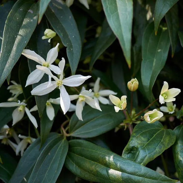 Clematis Armandii in Variety - 2 Litre