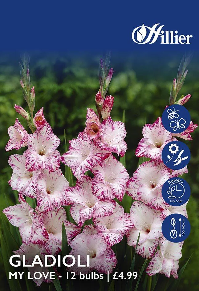 Gladioli My Love Bulbs