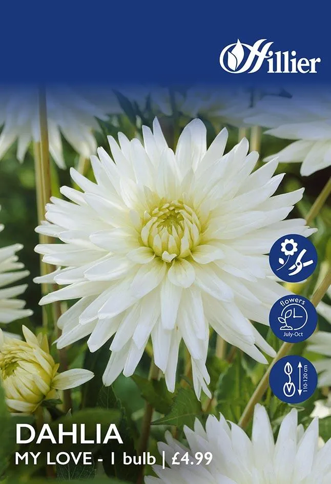 Dahlia My Love Tubers