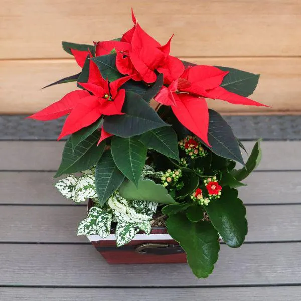 Santa Wooden Planter - Small