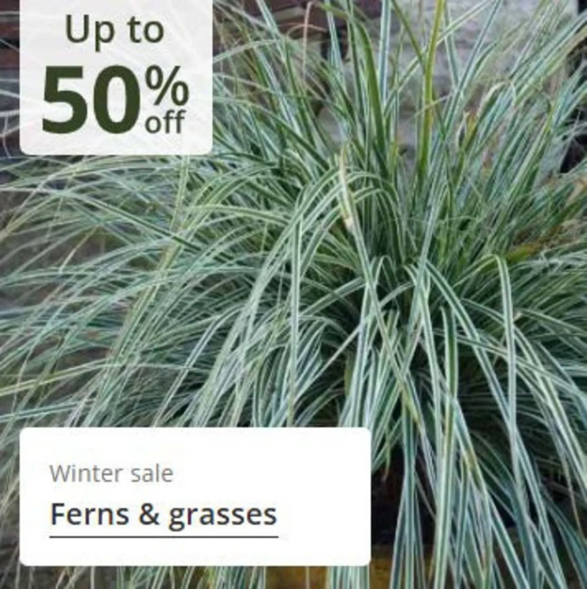 Crocus leaflet from 16 January to 12 February 2026 - Catalogue Page 7