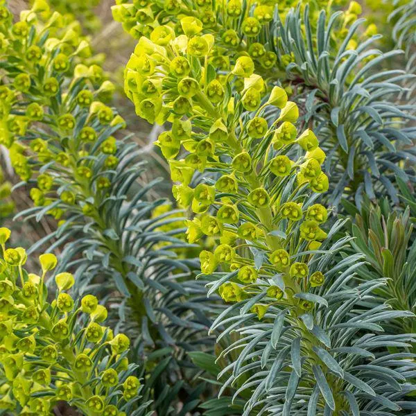 Euphorbia 'Humpty Dumpty' 3 Litre