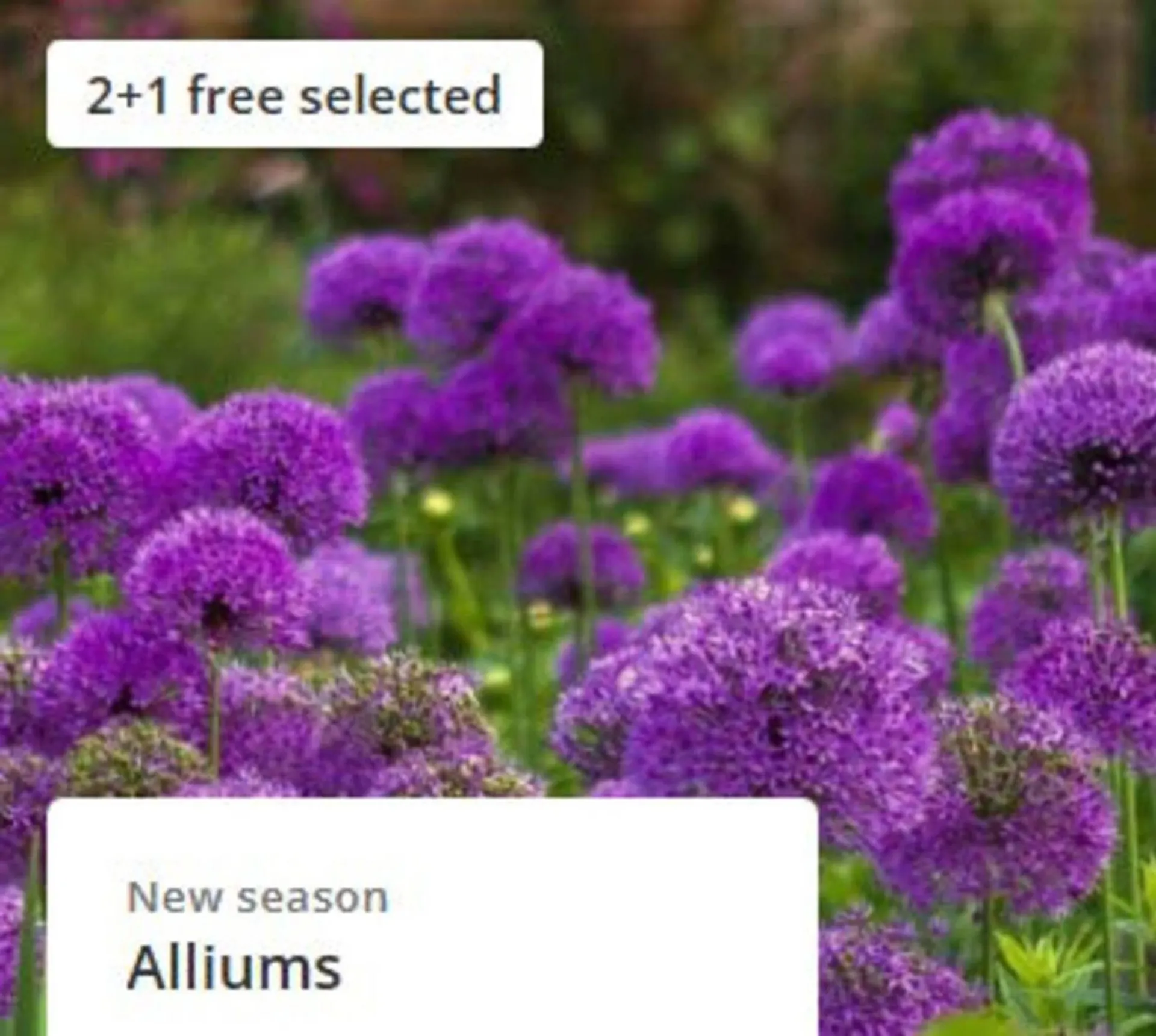 Crocus leaflet from 29 August to 4 September 2025 - Catalogue Page 3