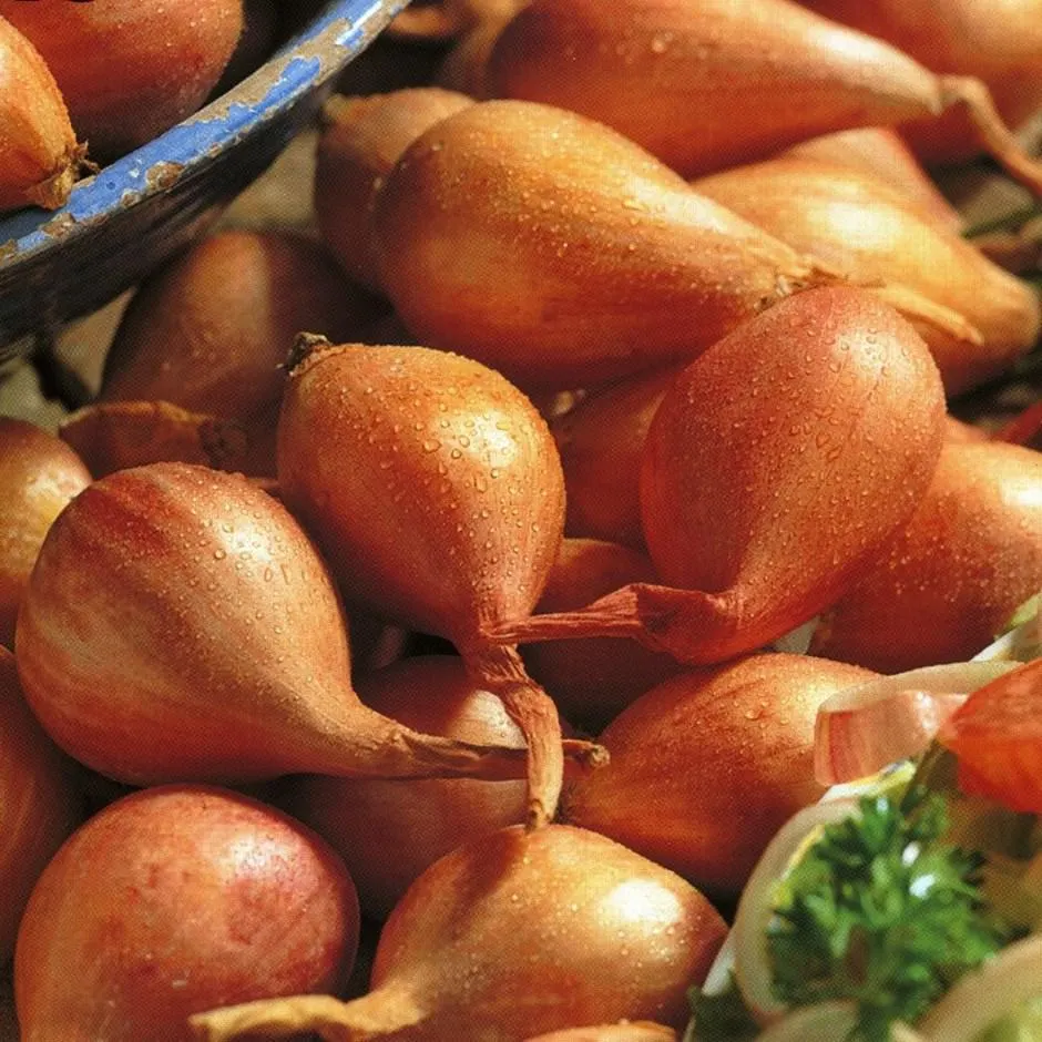 shallot 'Jermor'