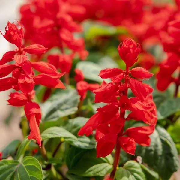 Salvia Red 6 Pack