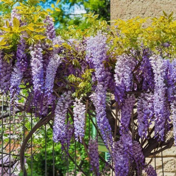 Wisteria in Variety 200cm