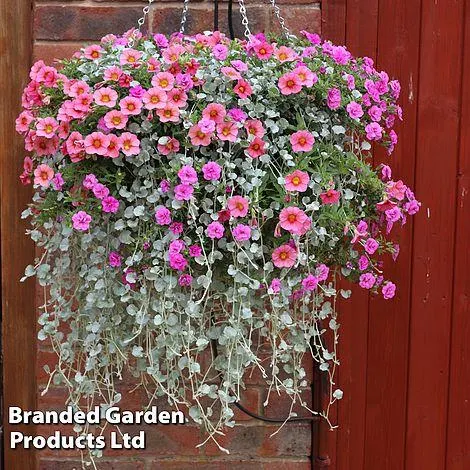 Buy two 25cm Pre-Planted Baskets ONLY £34.99