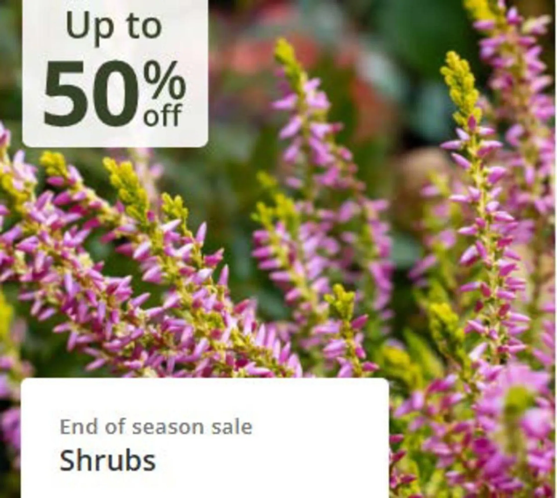 Crocus leaflet from 21 October to 8 November 2025 - Catalogue Page 1