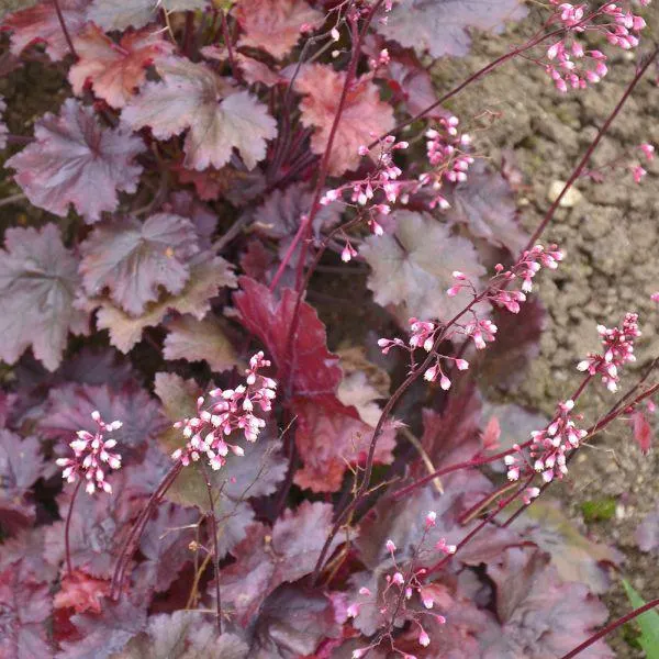 Heuchera Fire Chief 1 Litre