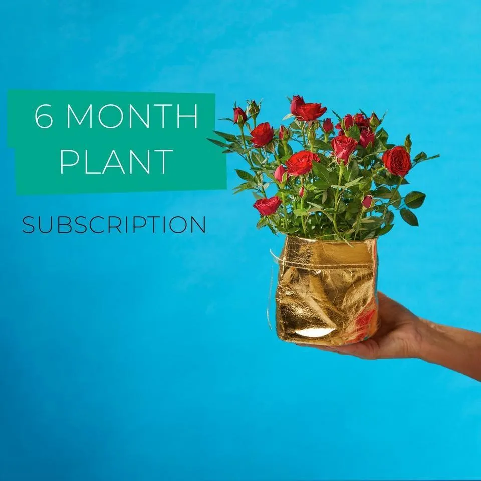 6 Month Plant Subscription