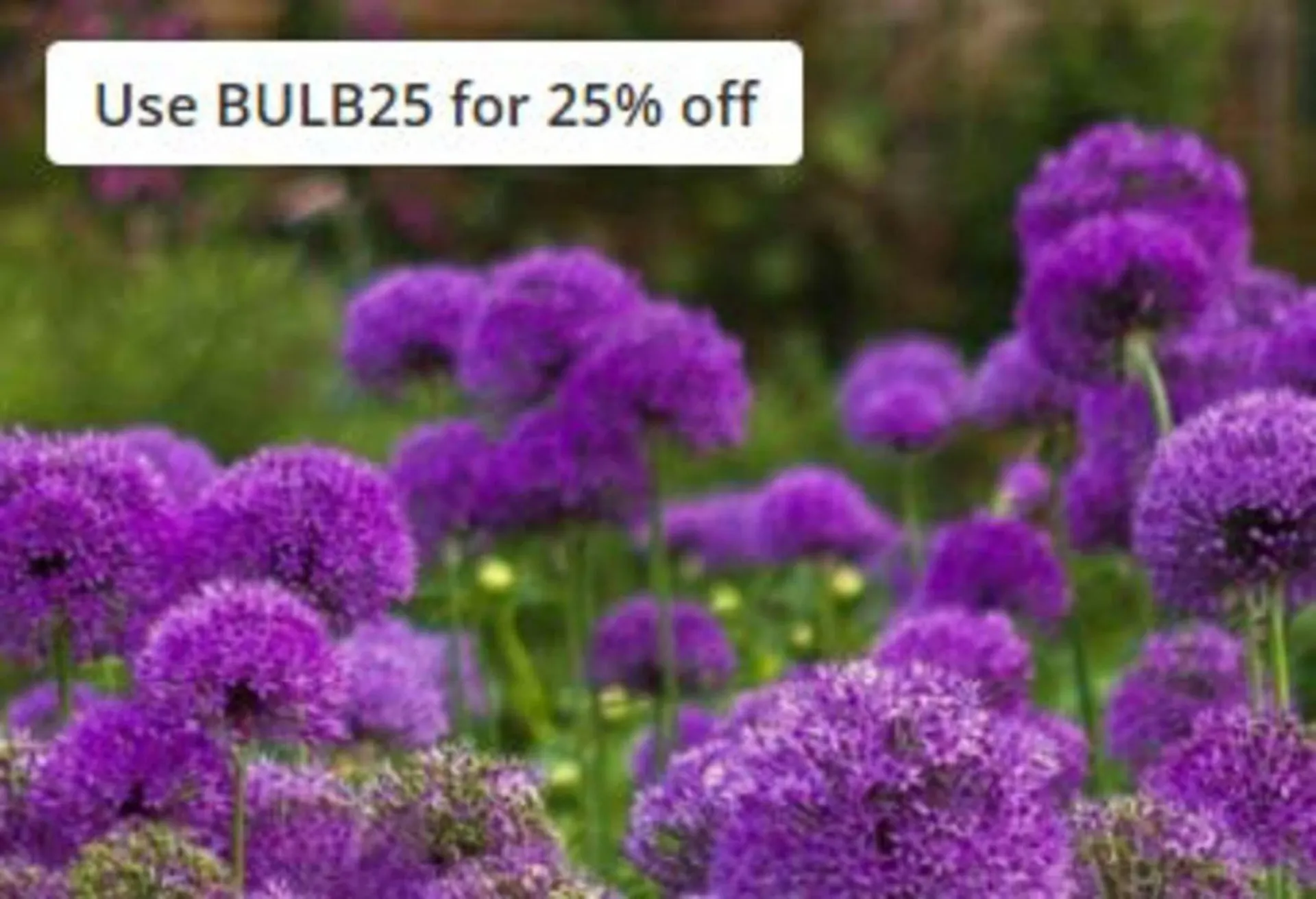 Crocus leaflet from 30 September to 31 October 2025 - Catalogue Page 3
