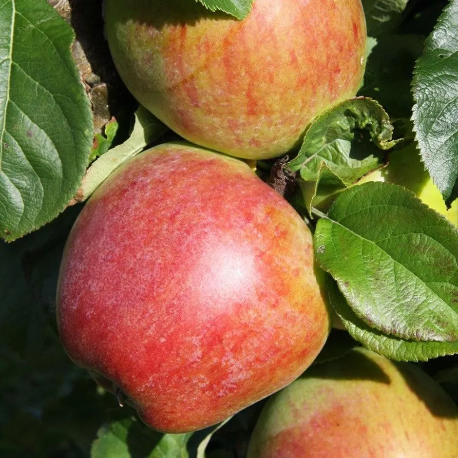 apple 'Howgate Wonder'