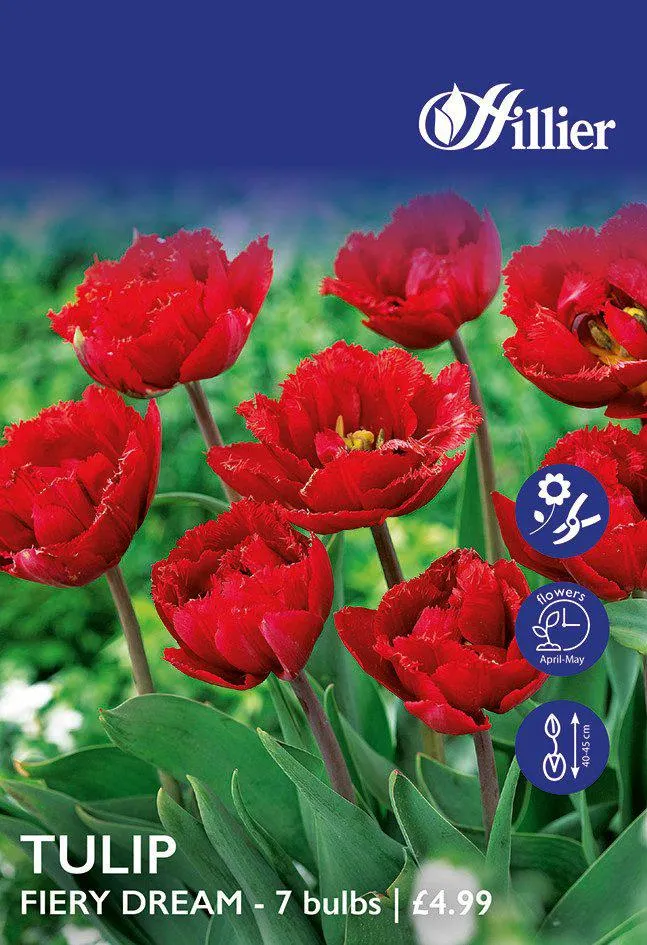 Tulip Bulbs Fiery Dream