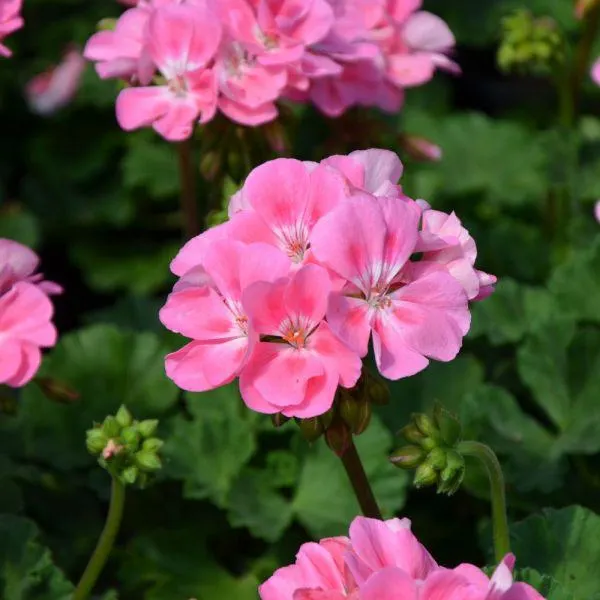 Geranium Pink 6 Pack