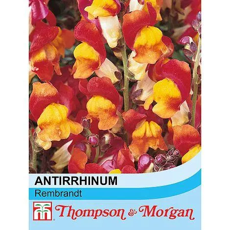 Antirrhinum majus nanum 'Rembrandt' - Seeds