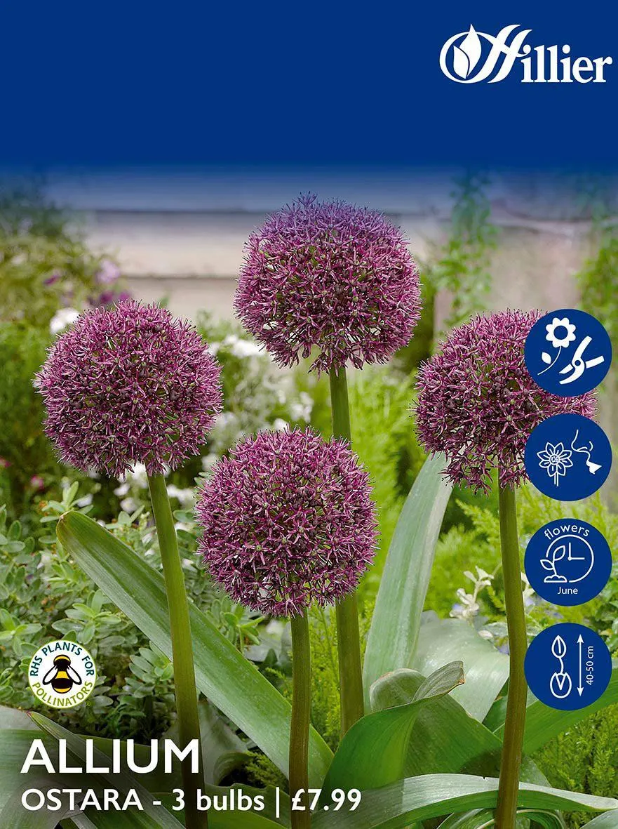 Allium Bulbs Ostara
