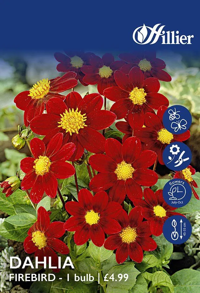 Dahlia Firebird Tubers