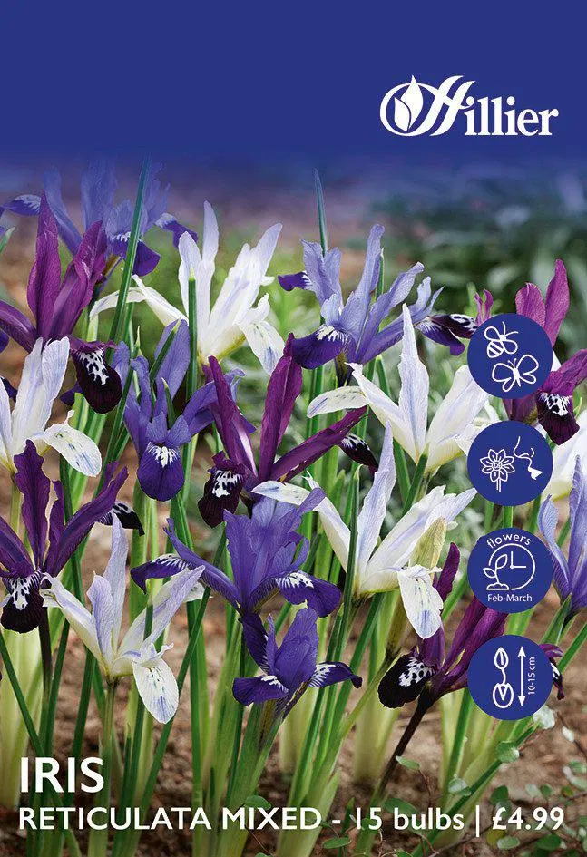 Iris Bulbs Reticulata Mixed