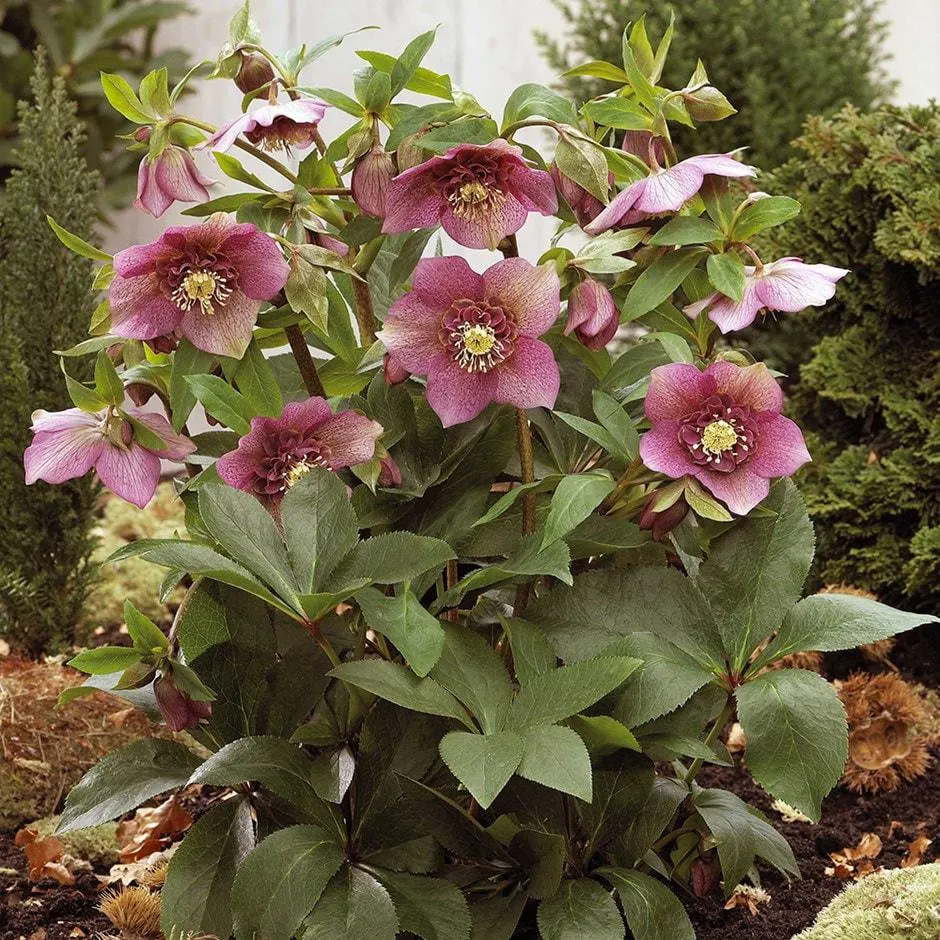 Helleborus × hybridus