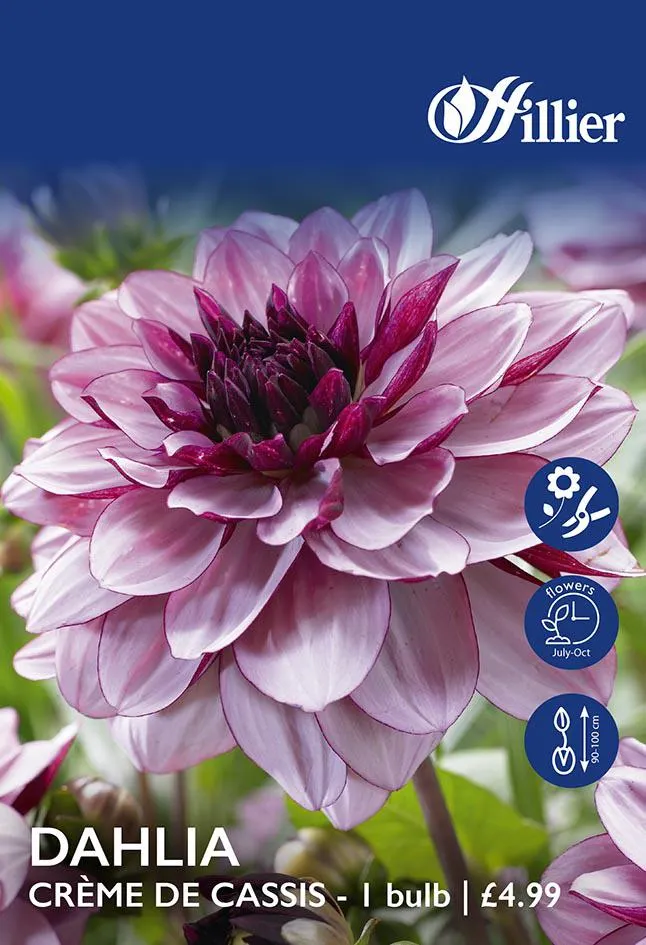 Dahlia Crème De Cassis Tubers