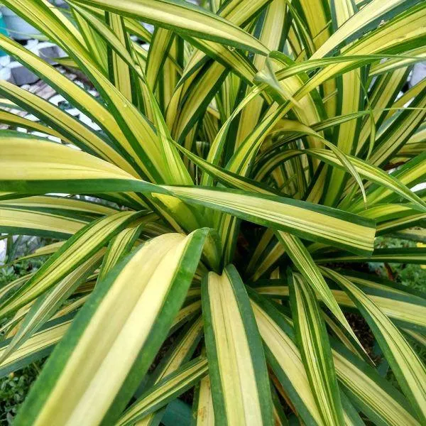 Carex Eversheen 2 Litre