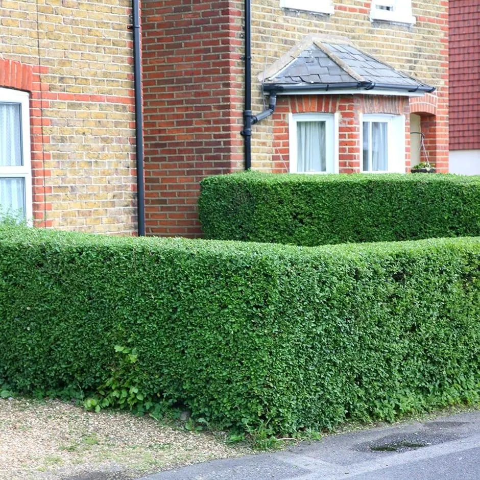 Ligustrum ovalifolium