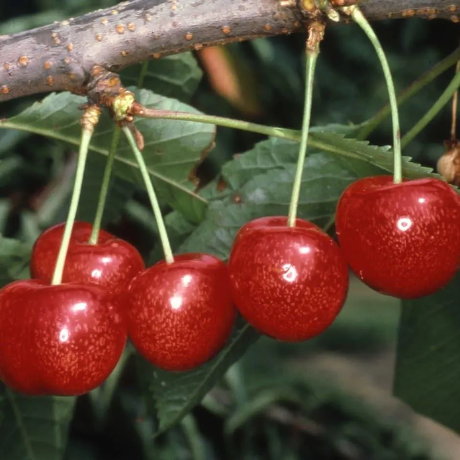 cherry 'Morello'