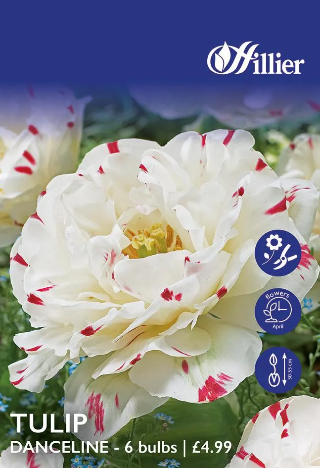 Tulip Bulbs Danceline