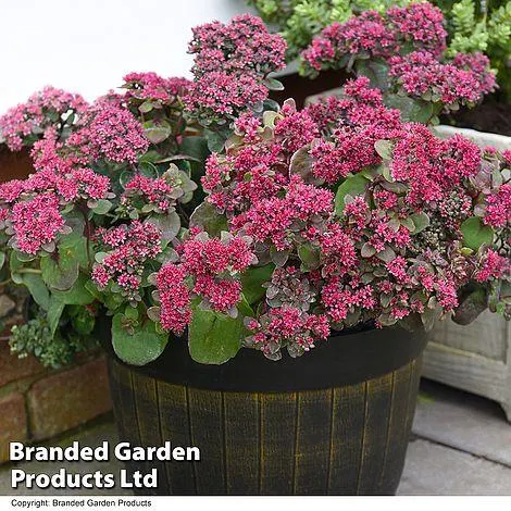 Sedum 'Busy Nights' - Seeds