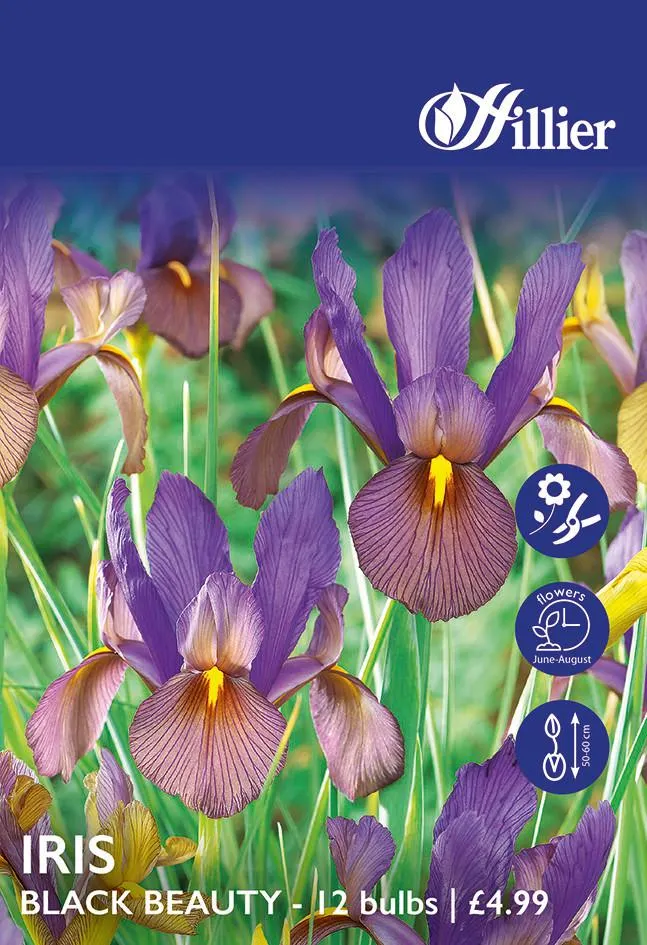 Iris Bulbs Black Beauty