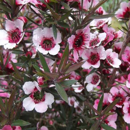 Polemonium ‘Golden Feathers’ 2L