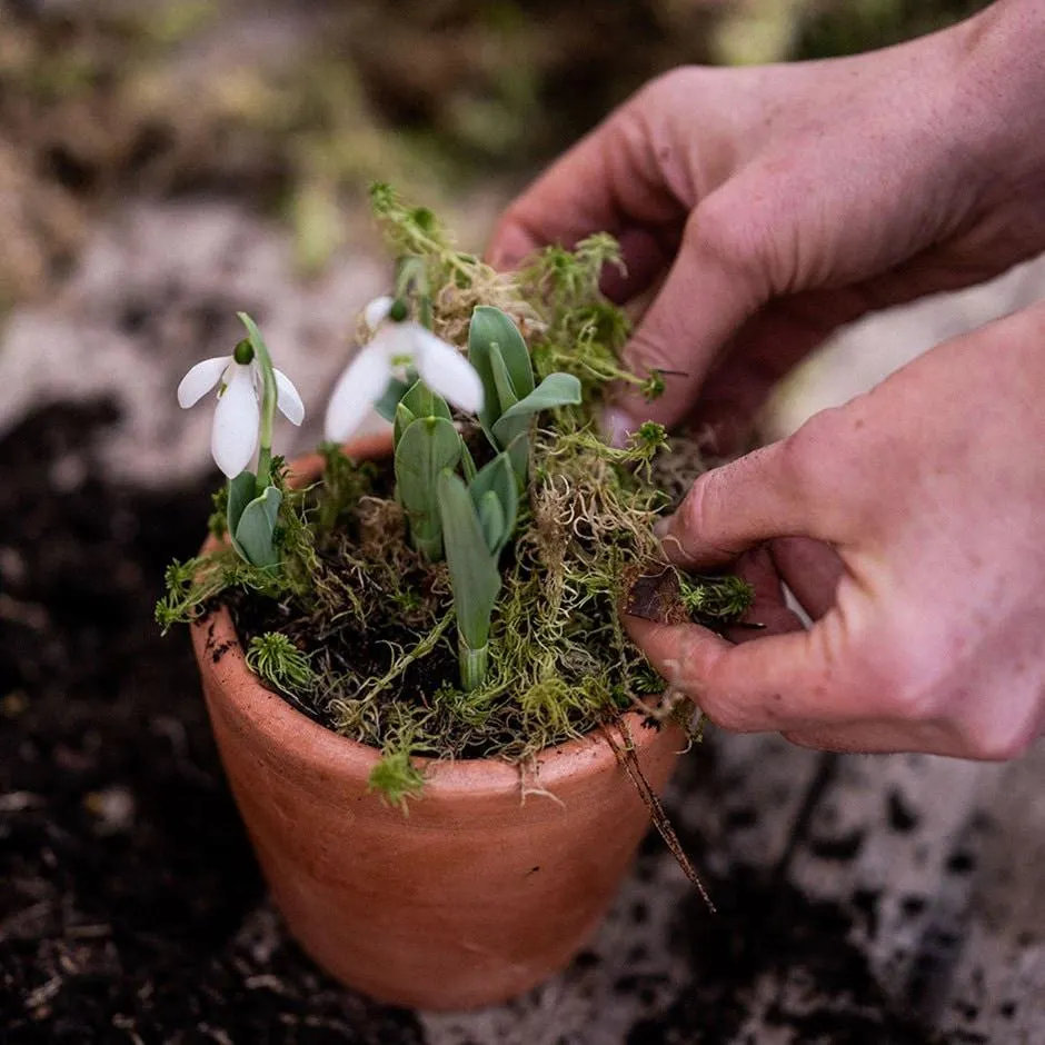 Fresh decorative moss