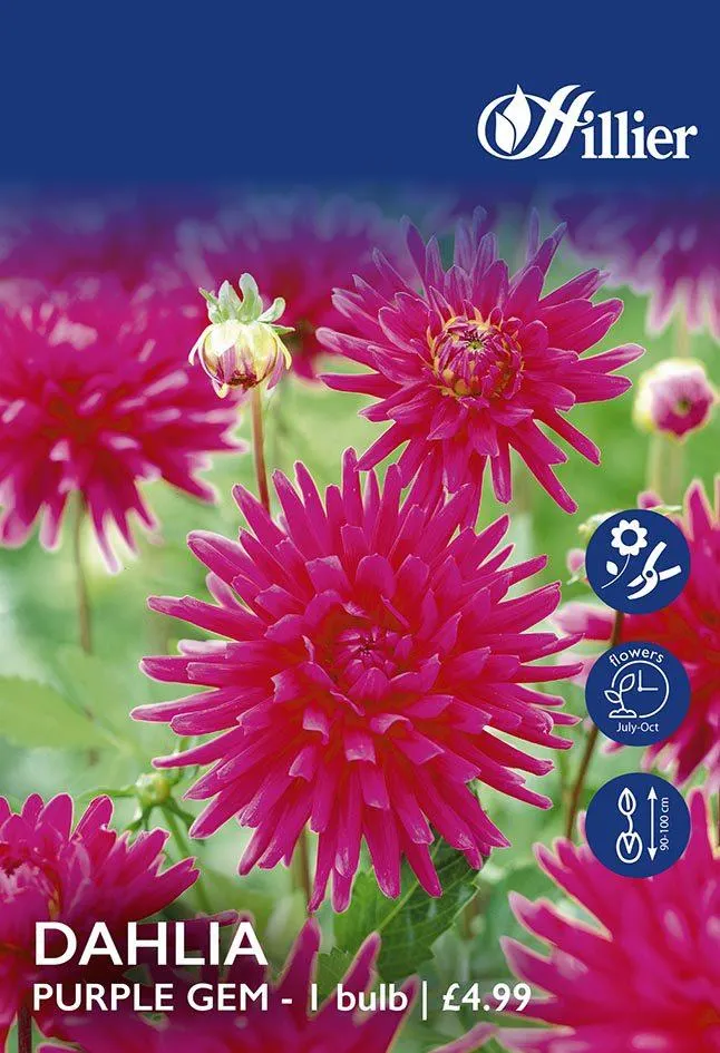 Dahlia Purple Gem Tubers