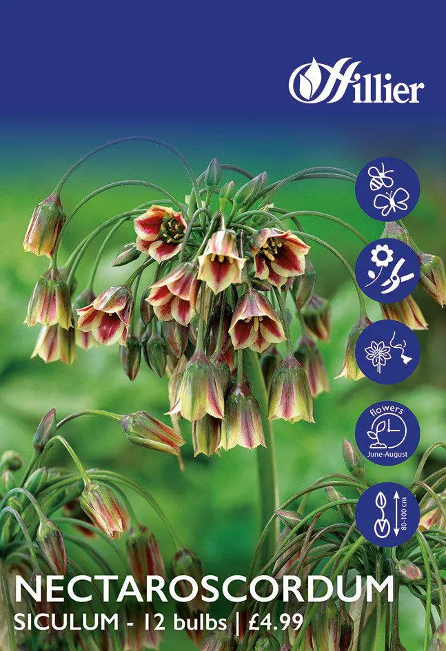 Nectaroscordum Bulbs Siculum