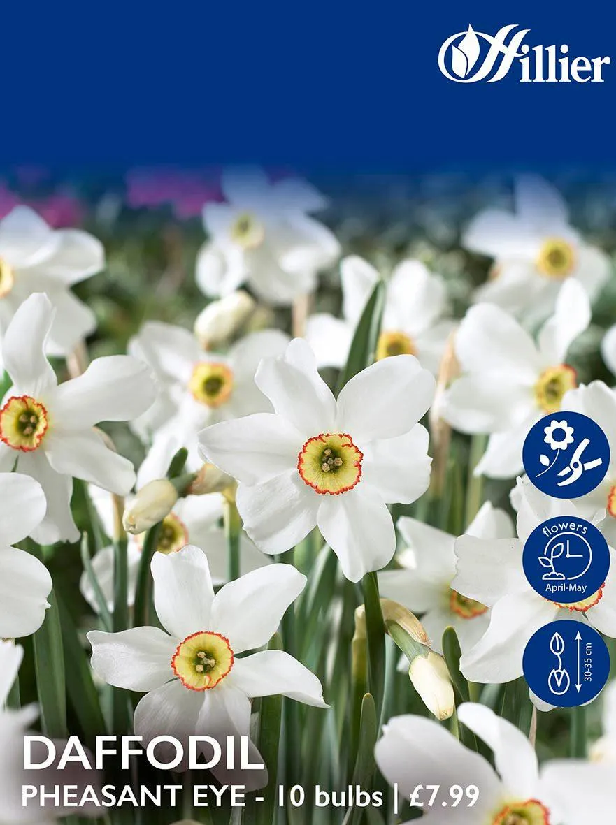 Daffodil Bulbs Pheasant Eye