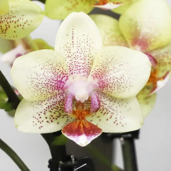 Twin Stem Orchid in Ceramic Pot 9cm - Mixed Colours