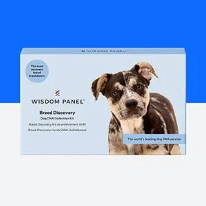 Wisdom Panel Breed Discovery Dog DNA Test