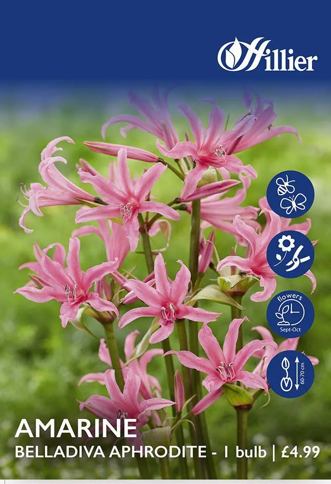 Amarine Belladiva Aphrodite Bulbs