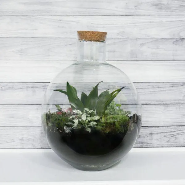 Bottle Garden 31cm x 35cm