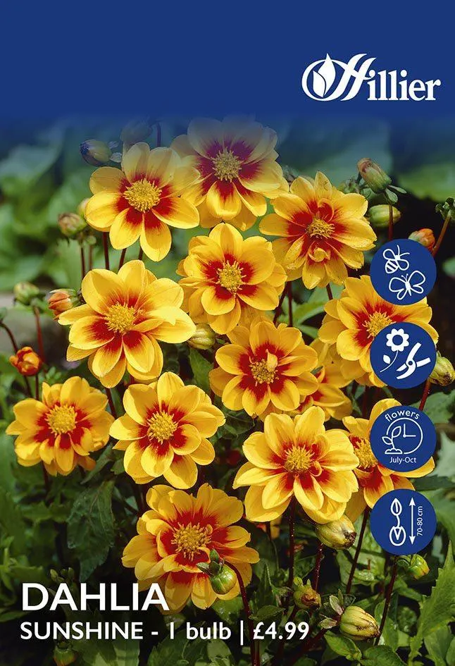 Dahlia Sunshine Tubers