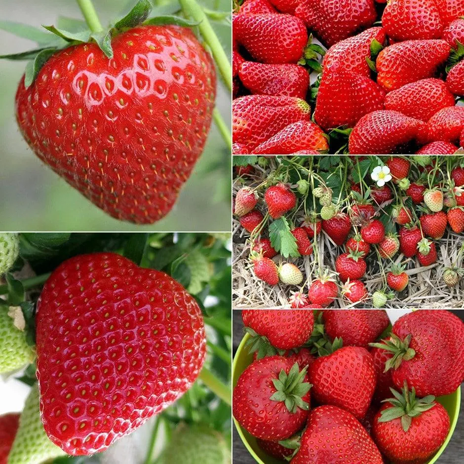 Bumper extend the season strawberry lovers collection