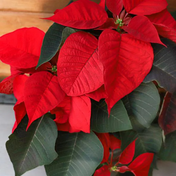 Poinsettia 1.5 Litre