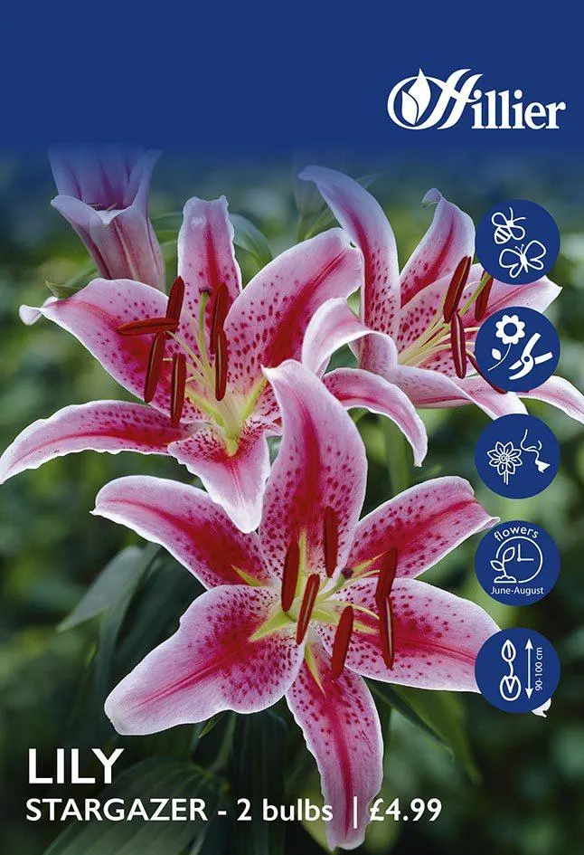 Lily Stargazer Bulbs