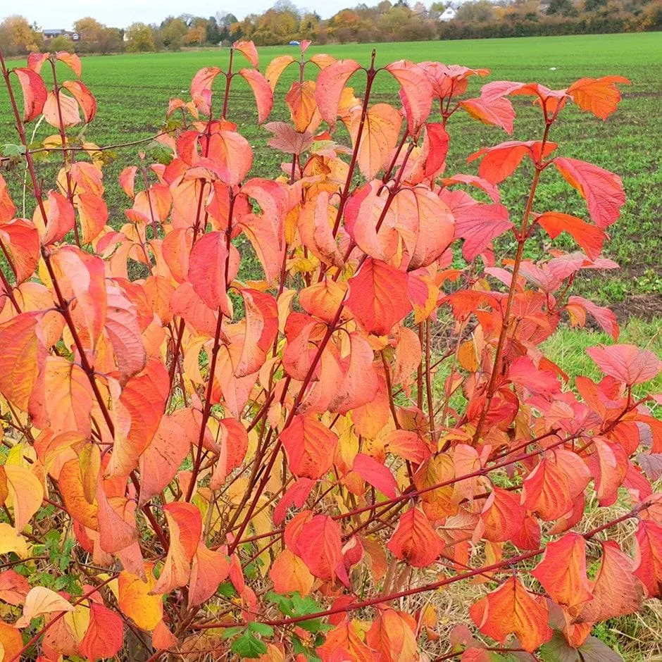 Cornus sanguinea