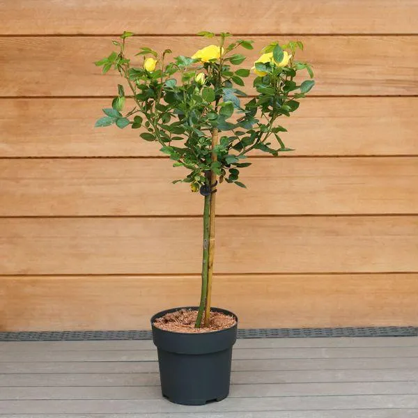 Rose Mini Standard 17cm