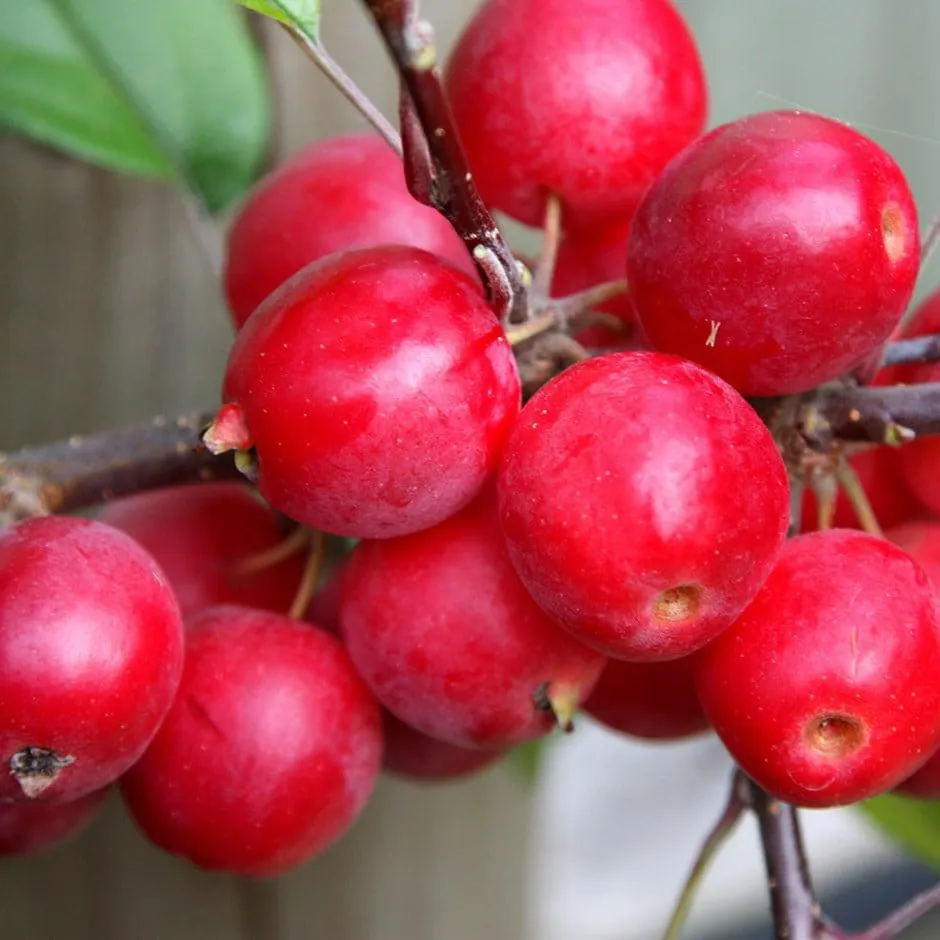 crab apple ( syn. Malus 'Red Sentinel' )