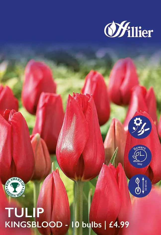 Tulip Bulbs Kingsblood