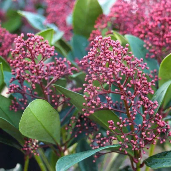 Skimmia japonica 'Rubella' 5 Litre