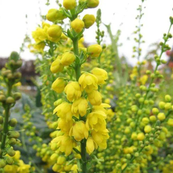 Mahonia media 'Lionel Fortescue' 3 Litre