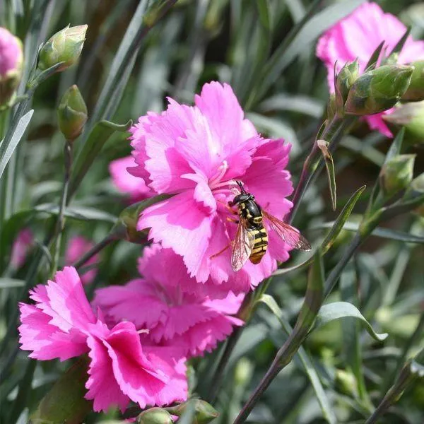 Dianthus Tickled Pink 1.5 Litre
